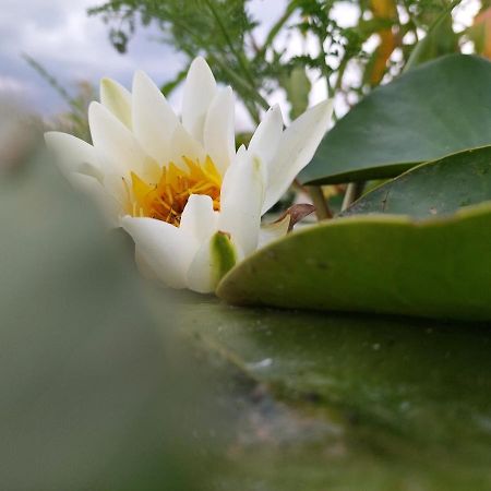 Pensiunea La Tavi มูรีกีโอล ภายนอก รูปภาพ